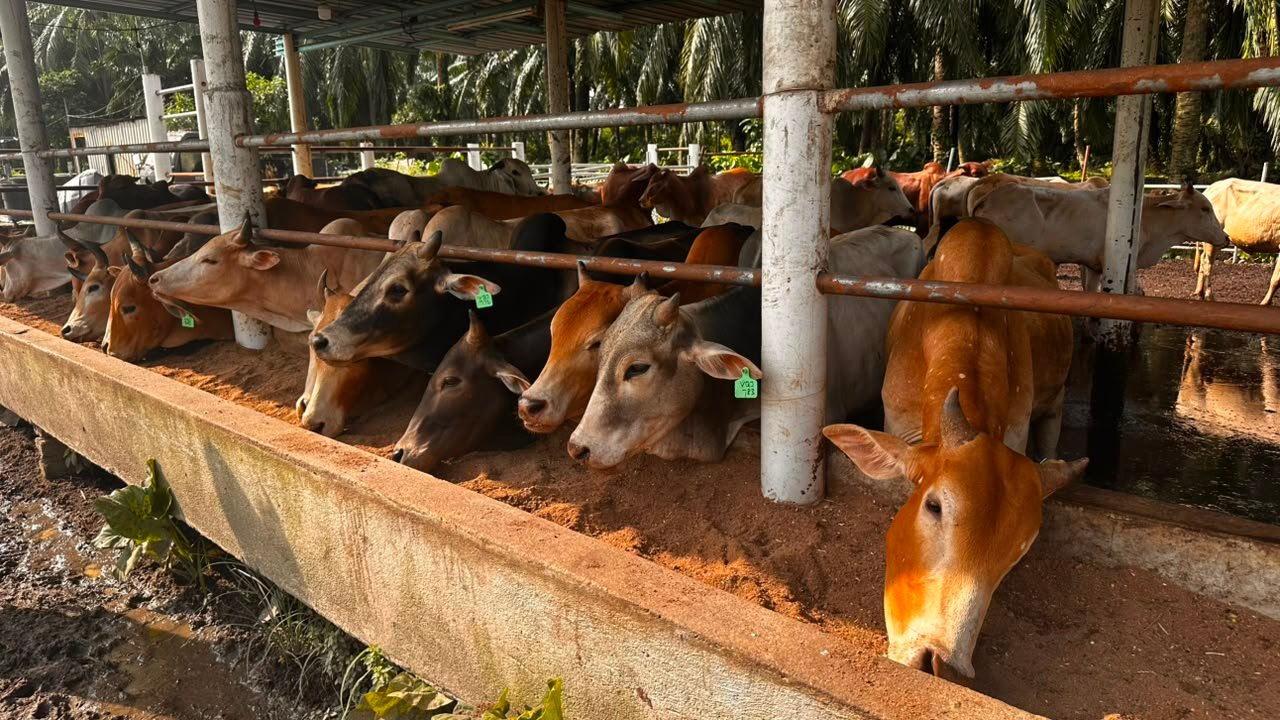 Dhuha Livestock