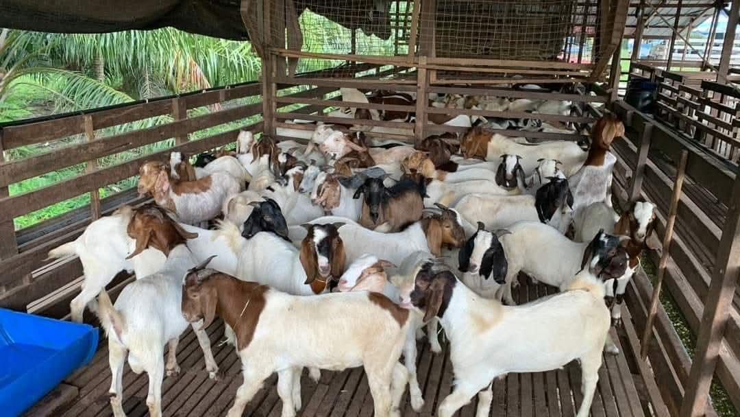 MZAG AGRO FARM